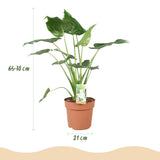 Alocasia Cucullata – Main de Bouddha | Pot 17 cm