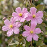 Clématite des montagnes Mayleen - Clematis montana - H 35 cm, pot Ø9 cm - photo 3