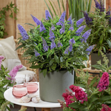 Green boutiQ - Planta de Jardim - Buddleja davidii Butterfly Candy Little Lila - Arbusto das Borboletas - Compacto - Lilás - 1 Planta - Vaso 12cm - Altura 20-25cm