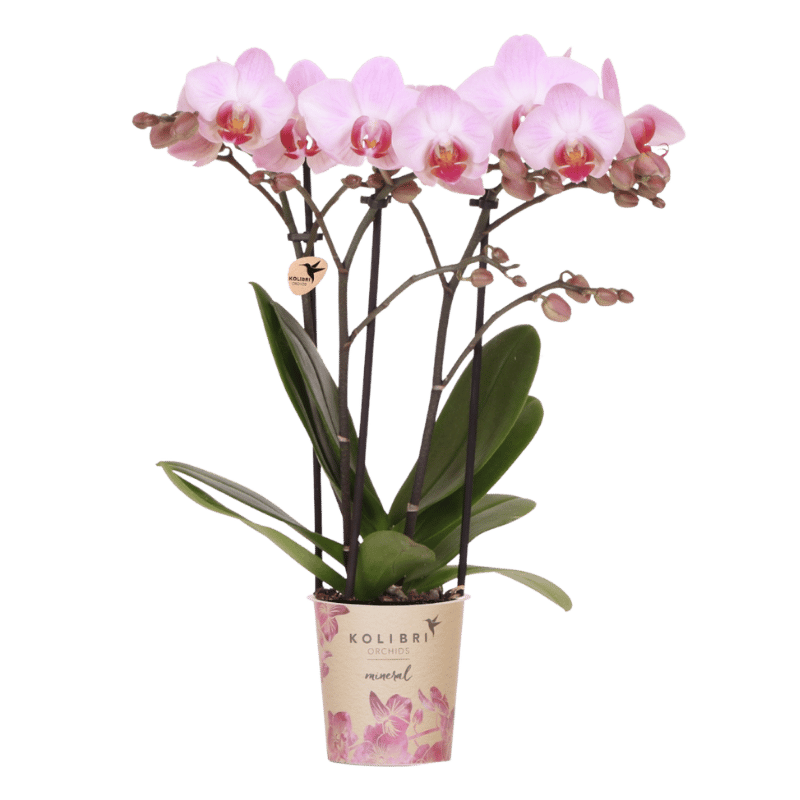 Orchidée Phalaenopsis rose Mineral Antwerpen - H 35 cm, pot Ø9 cm