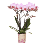 Orchidée Phalaenopsis rose Mineral Antwerpen - H 35 cm, pot Ø9 cm