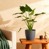 Alocasia Cucullata – Main de Bouddha | Pot 17 cm