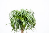 Beaucarnea XXL - 210cm - 180cm