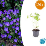 Géranium vivace Johnson's Blue en godet - Geranium hybride - H 10-25 cm, pot Ø9 cm