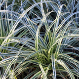 Carex Everest - 2 plants - H 50 cm, pot Ø17 cm