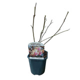 Magnolia de Soulange - fleurs rose pâle - H 45 cm, pot Ø17 cm