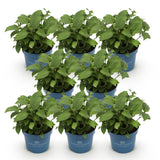 Hortensia Endless Summer The Bride - Hydrangea macrophylla - H 20-25 cm, pot Ø14 cm - photo 2