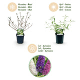 Green boutiQ - Planta de Jardim - Buddleja davidii Tricolour - Arbusto-das-borboletas - Resistente ao Inverno - Azul - Rosa - Branco - 3 Plantas - Vaso 17cm - Altura 45cm