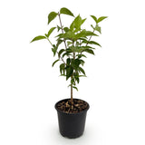 Cornouiller de Chine - H 35 cm, pot Ø12 cm - photo 2