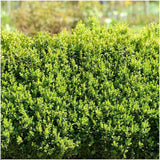 Buis commun pour haie - Buxus sempervirens - 6 plants - H 20 cm, pot Ø12 cm