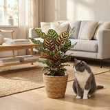 Calathea Makoyana – Plante paon | Pot 19 cm