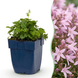 Campanule de Poscharsky Lisduggan - H 15-25 cm, pot Ø11 cm