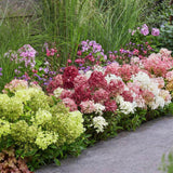 Green boutiQ - Planta de Jardim - Hydrangea panniculata Groundbreaker Blush - Greeny - Ruby - Hortênsia Paniculada - Compacta - Rosa-Verde-Vermelho - 3 Plantas - Vaso 14cm - Altura 20-25cm