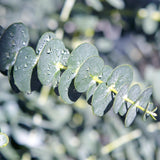 Eucalyptus gunnii - 4 plants - H 40 cm, pot Ø17 cm