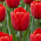Tulipe triomphe rouge - 60 bulbes