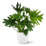 Green boutiQ - Kamerplant - Philodendron - Philodendron Lickety split - Groen - Weinig onderhoud - 1 Plant - met Potter Wit - Pot 19cm - Hoogte 70cm