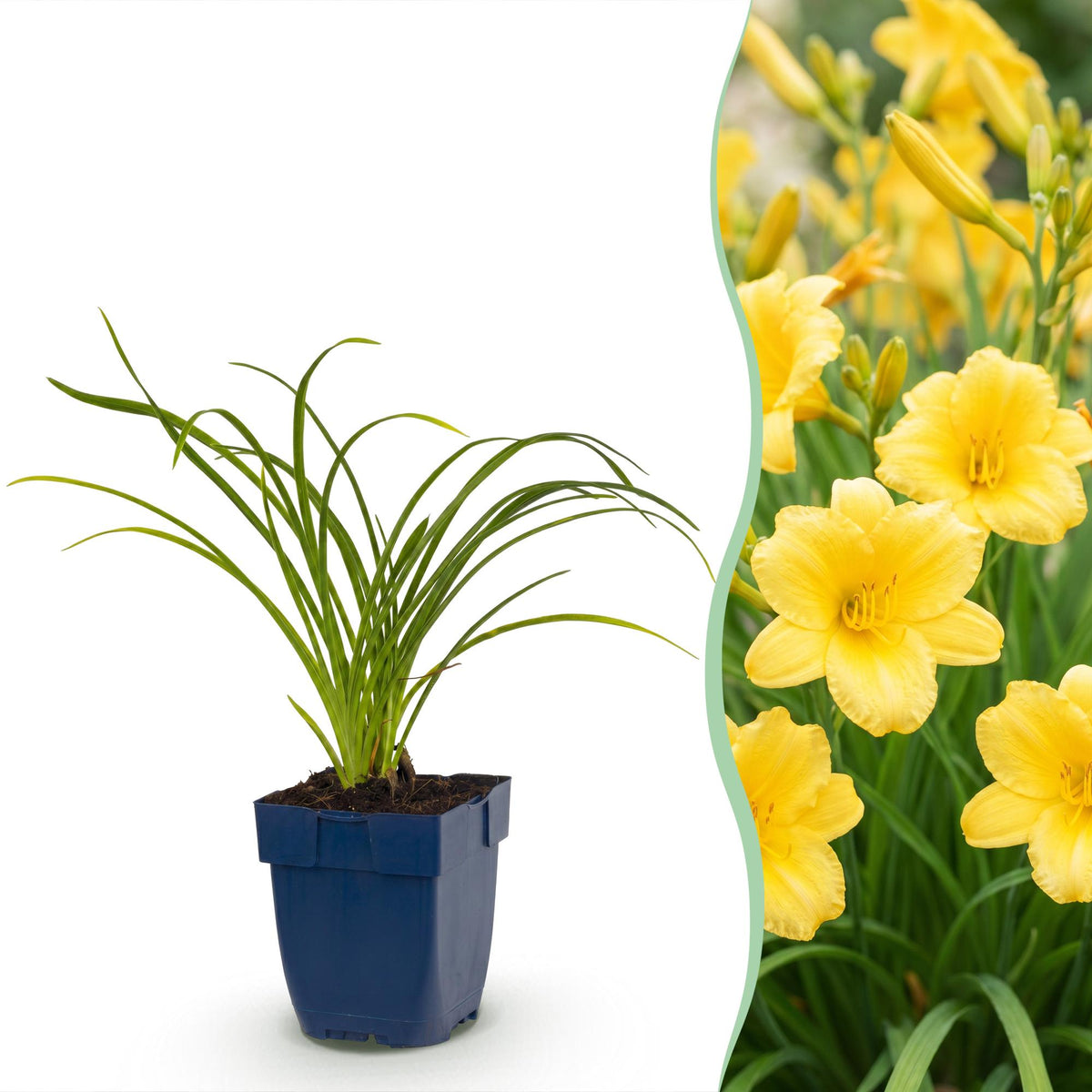 Hémérocalle naine Stella d'Oro - H 15-25 cm, pot Ø11 cm