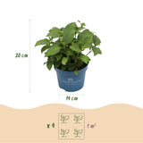 Green boutiQ - Planta de Jardim - Hortênsia Endless Summer Azul - Rosa - Branca - Hortensia - Resistente ao Frio - Azul - Rosa - Branco - 3 Plantas - Vaso 14cm - Altura 20-25cm