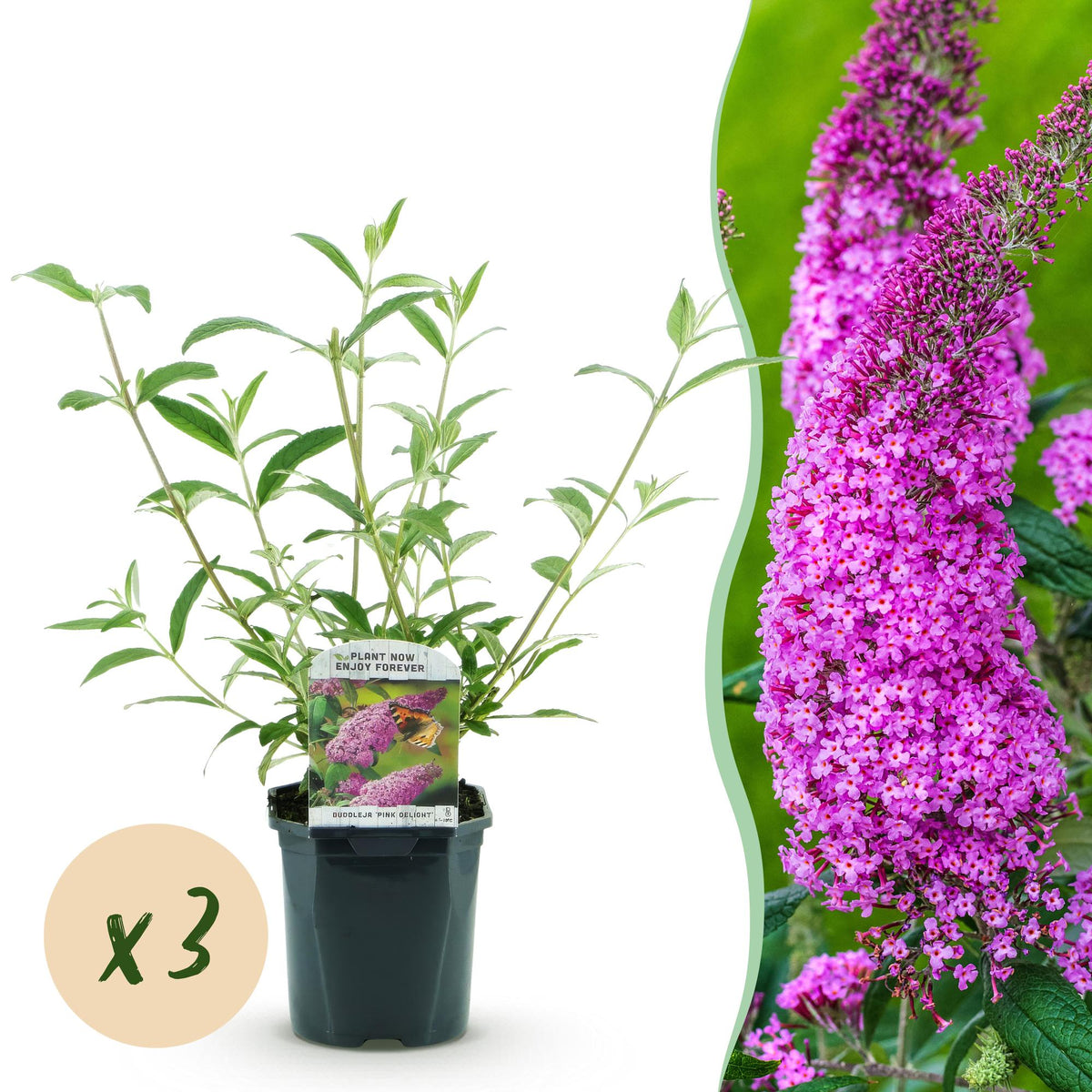 Green boutiQ - Planta de Jardim - Buddleja davidii Pink Delight - Arbusto das Borboletas - Resistente ao Inverno - Rosa - 3 Plantas - Vaso 17cm - Altura 45cm