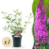 Green boutiQ - Planta de Jardim - Buddleja davidii Pink Delight - Arbusto das Borboletas - Resistente ao Inverno - Rosa - 3 Plantas - Vaso 17cm - Altura 45cm