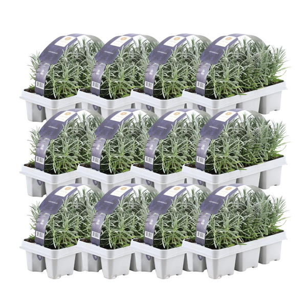 Lavande vraie en godet - Lavandula angustifolia - 72 plants - H 15 cm, pot Ø7 cm