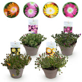 Delosperma Jewel of Desert en mélange - 4 plants - H 17 cm, pot Ø14 cm