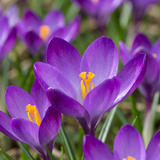 Crocus Ruby Giant - 200 bulbes