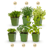 Pack menthes et mélisse - H 15-25 cm, pot Ø11 cm