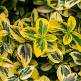 Fusain Emerald'n Gold sur tige - Euonymus fortunei - H 90 cm, pot Ø19 cm