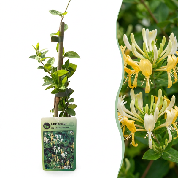 Chèvrefeuille du Japon Halliana - Lonicera japonica - H 35 cm, pot Ø9 cm