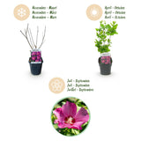 La Green Touch - Planta de Jardim - Hibiscus syriacus Woodbridge - Hibiscus Resistente ao Frio - Rosa - 3 Plantas - Vaso 17cm - Altura 45cm