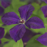 Clématite Polish Spirit - Clematis viticella violet pourpre - H 35 cm, pot Ø9 cm - photo 4