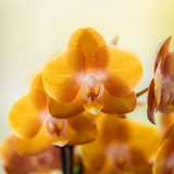Orchidées Phalaenopsis orange Jewel Las Vegas - bouquet de 3 en coupe Oyster - pot Ø12 cm