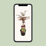 Érable du Japon Garnet - Acer palmatum Dissectum - H 40 cm, pot Ø19 cm