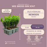 Buis NewGen Freedom en godet - 12 plants - H 15 cm, pot Ø7 cm