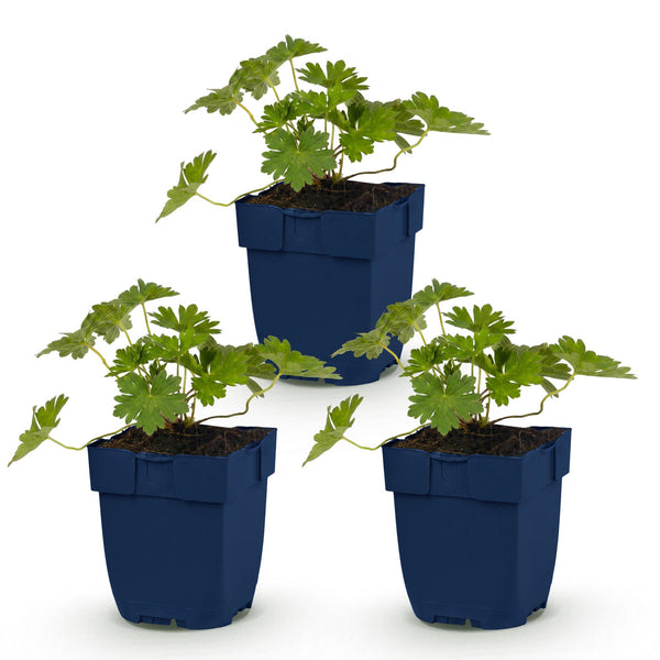 Géranium vivace Rozanne - H 15-25 cm, pot Ø11 cm