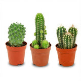 Mini cactus x3 | Ø 5,5 cm, Hauteur 5-10 cm