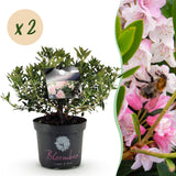 Rhododendron Bloombux rose clair - Rhododendron nain - H 45-55 cm, pot Ø23 cm