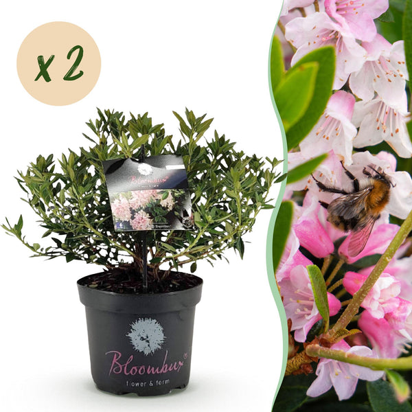 Rhododendron Bloombux rose clair - Rhododendron nain - H 45-55 cm, pot Ø23 cm