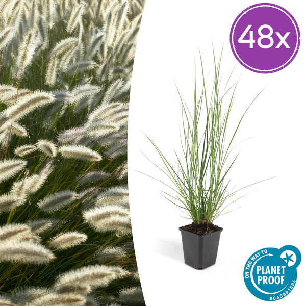 Pennisetum Hameln en godet - Herbe aux écouvillons - H 10-25 cm, pot Ø9 cm