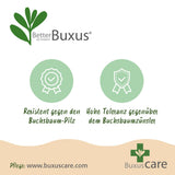 Buis BetterBuxus Skylight en boule - 2 plants - Ø25 cm, pot Ø23 cm