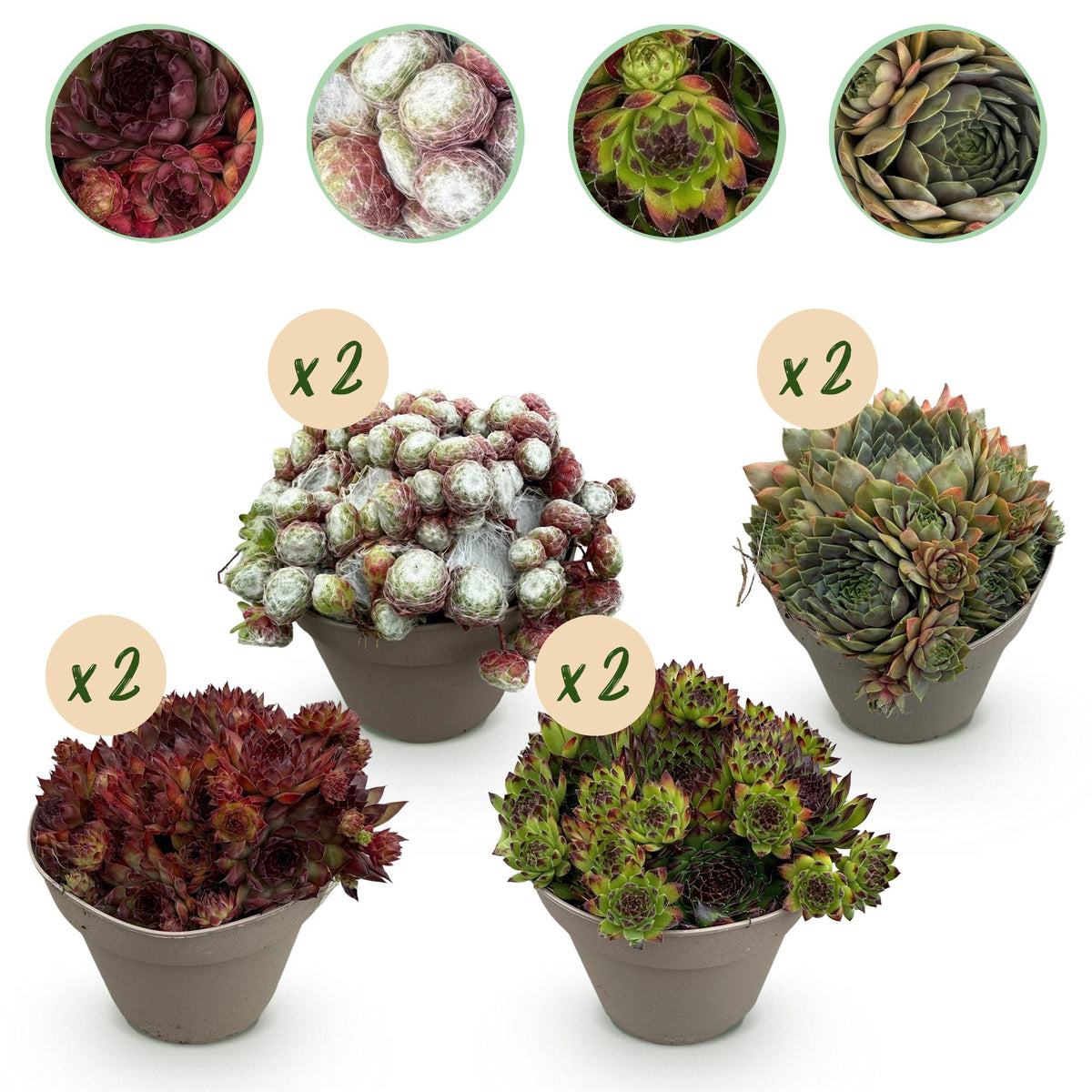 Joubarbe Big Sam - 8 plants - H 17 cm, pot Ø14 cm