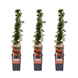 Buisson ardent Orange Glow - Pyracantha - H 65 cm, pot Ø15 cm - photo 4