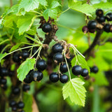 Cassissier Titania - Ribes nigrum - 2 plants - H 50 cm, pot Ø15 cm