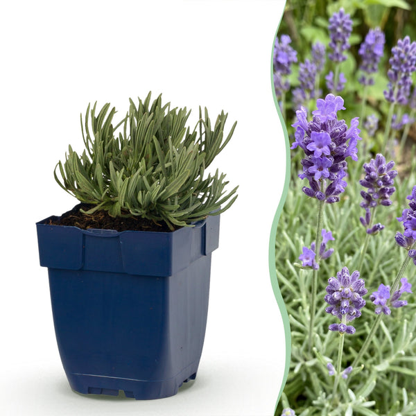 Lavande naine Dwarf Blue - Lavandula angustifolia - H 15-25 cm, pot Ø11 cm