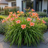 Hémérocalle Pink Damask - Lis d'un jour rose saumon - H 15-25 cm, pot Ø11 cm