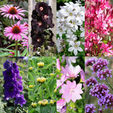 Kit de vivaces pour abeilles et papillons - 24 plants pour 3 m² - H 25 cm, pot Ø11 cm