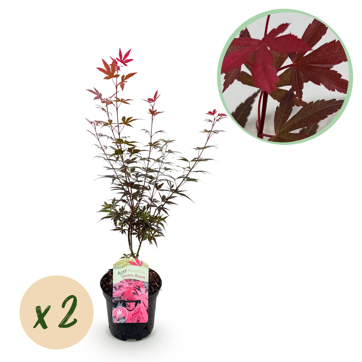 Érables du Japon Skeeter's Broom - 2 plants - H 70 cm, pot Ø19 cm