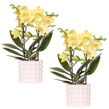 Orchidées Phalaenopsis jaunes Blossom Albenga - lot de 2 en cache-pots Poppy blancs - H 40 cm, pot Ø9 cm