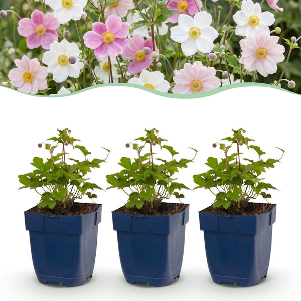 Anémones du Japon en mélange - H 15-25 cm, pot Ø11 cm